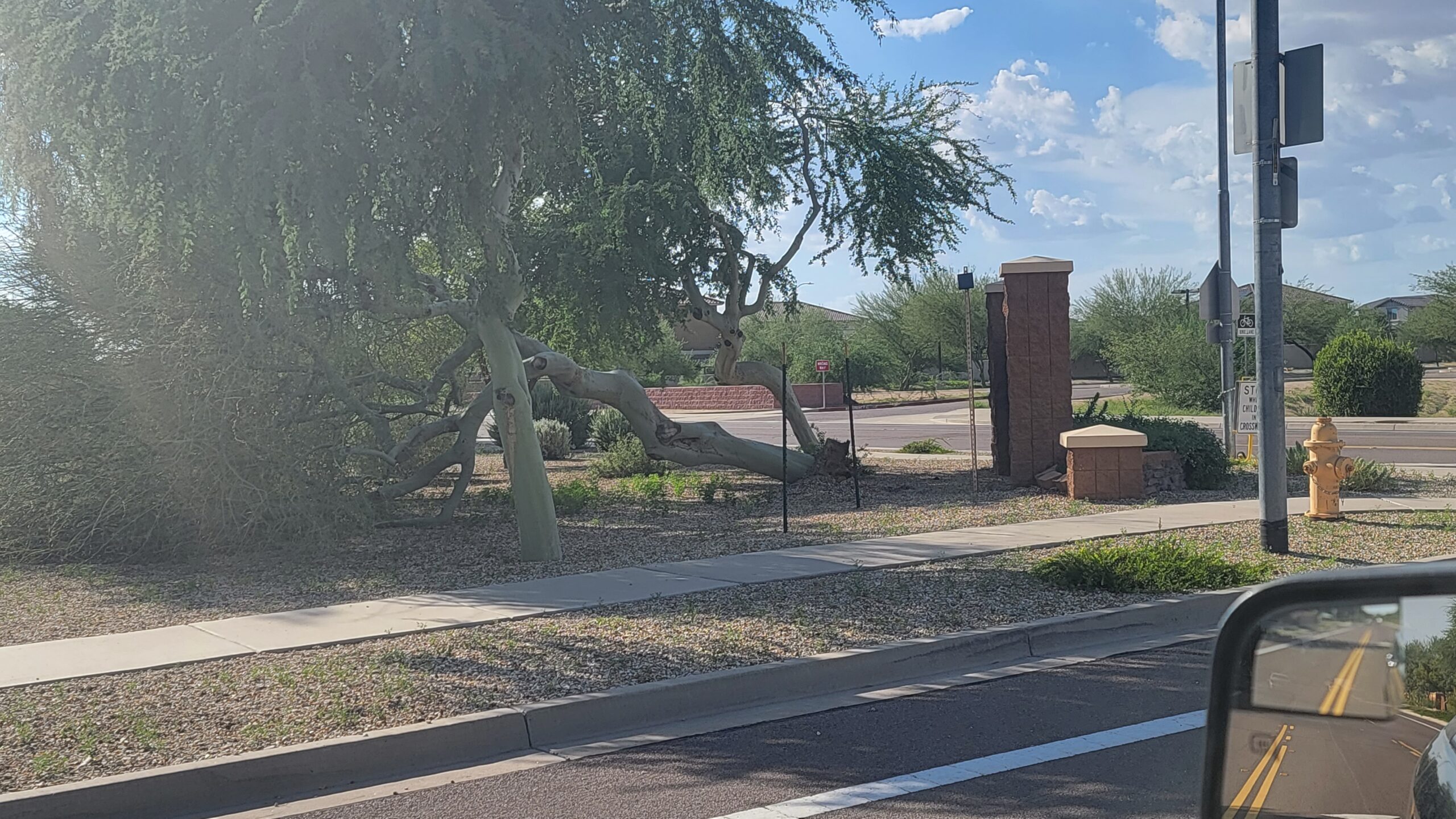 Downed Tree and Park Erosion Updates
